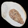 D, Oligocene Aged Fossil Pine Cone - Germany #63279-2